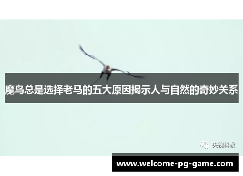 魔鸟总是选择老马的五大原因揭示人与自然的奇妙关系 魔鸟总是选择老马的五大原因揭示人与自然的奇妙关系